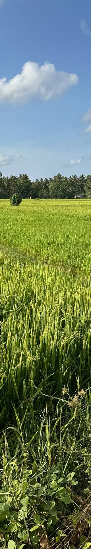 Die Reisfelder von Lombok